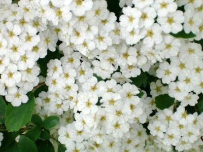 An Imaginary Journey Through Industrial Food Image